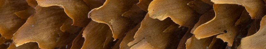 random header image